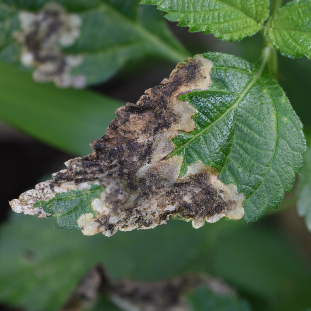 Lantana Leaf Blotch Miner