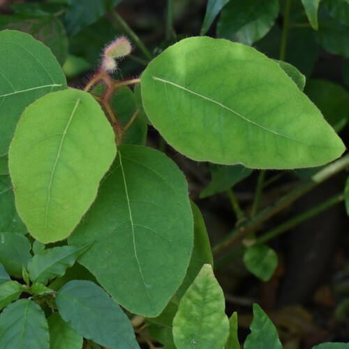 Corymbia torelliana, 2023-12-30
