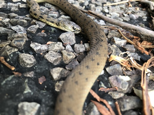 Rough-scaled Snake sighting