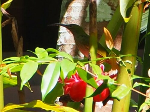 Grey-breasted Spiderhunter (Arachnothera modesta), photo 9