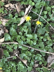 Ficaria verna