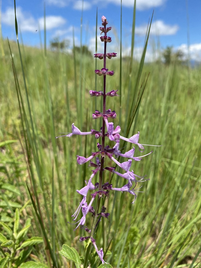 Coconut-scented Sagebush