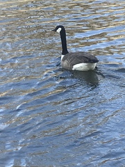 Branta canadensis