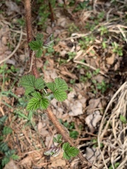 Rubus phoenicolasius