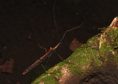 Pseudophasma bispinosum