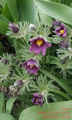 Pulsatilla vulgaris