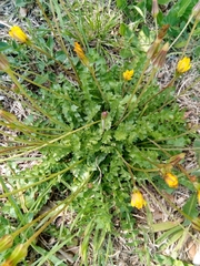 Hyoseris radiata