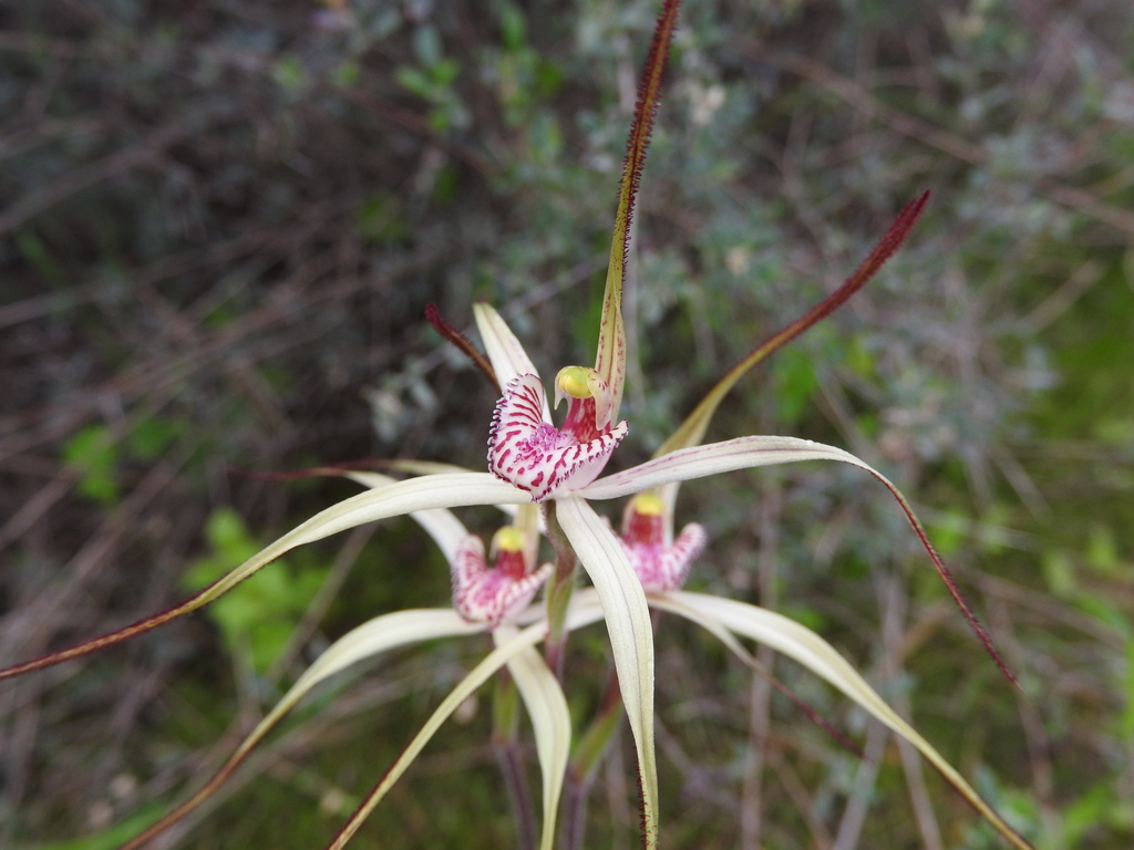 Caladenia in August 2020 by ramcad1 · iNaturalist