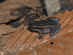 Lithodytes lineatus