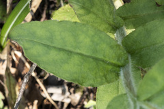 Pulmonaria officinalis