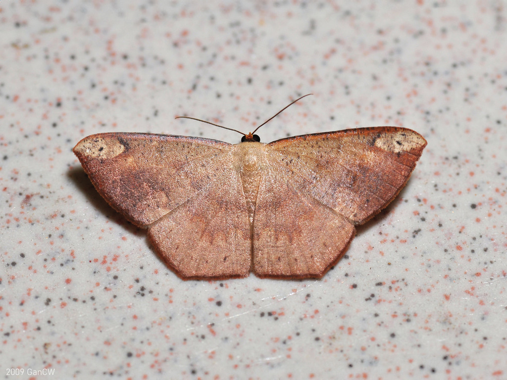 Peratostega punctapex
