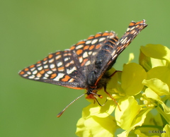 Euphydryas editha bayensis