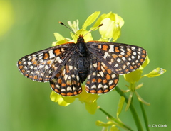 Euphydryas editha bayensis