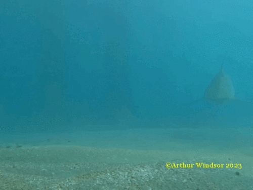 Blacktip shark (Carcharhinus limbatus) — Carcharhinidae — 3