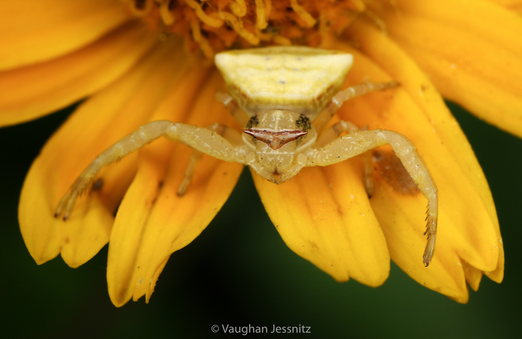 Thomisus zuluanus