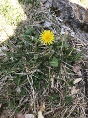 Taraxacum