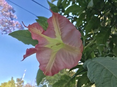 Brugmansia versicolor