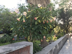 Brugmansia versicolor