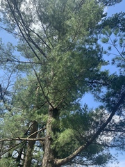 Pinus