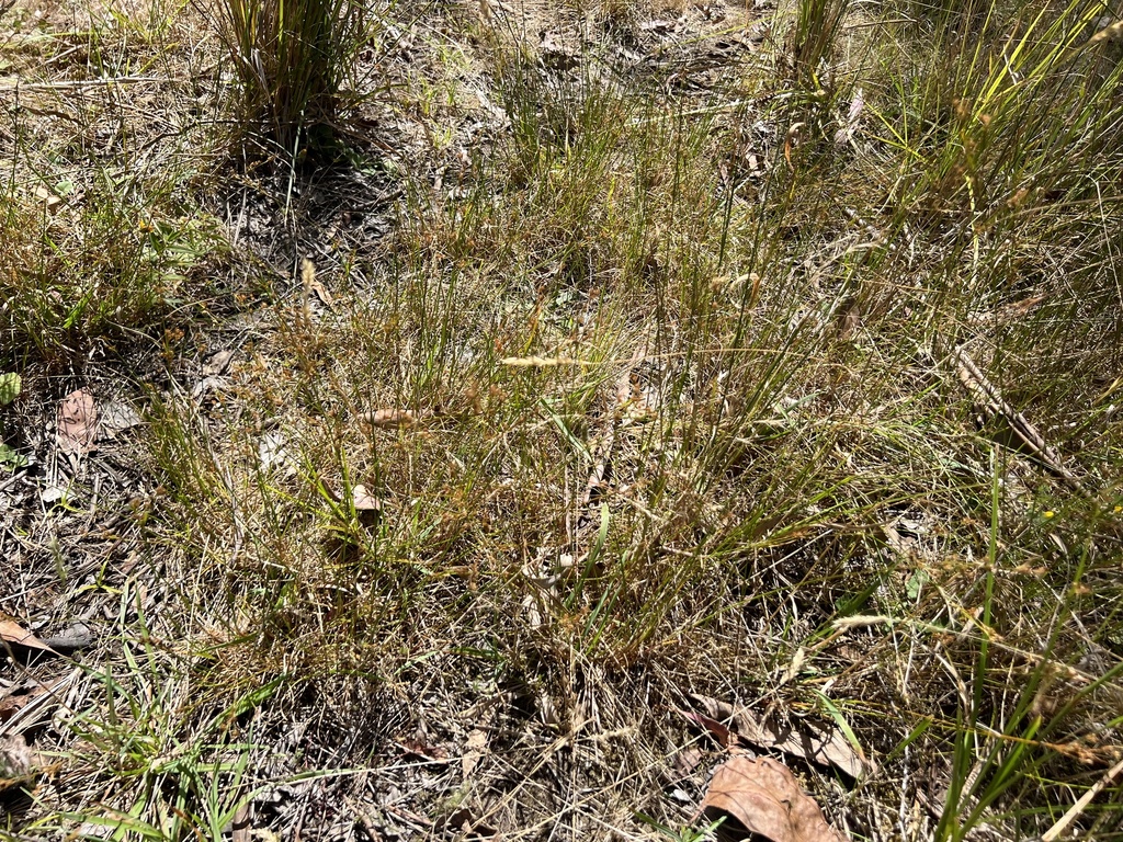 Slender Path Rush from Sugarloaf Ward, North Warrandyte, VIC, AU on ...