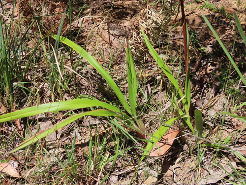 Dianella tasmanica