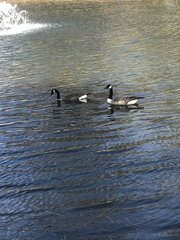 Branta canadensis
