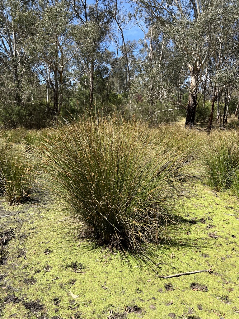 rushes from Sugarloaf Ward, North Warrandyte, VIC, AU on December 31 ...