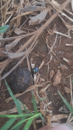 Onthophagus bronzeus
