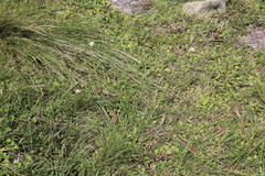 Cyperus niveus leucocephalus