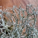 Cladonia ciliata - Photo (c) Tomasz Wilk, some rights reserved (CC BY-NC), uploaded by Tomasz Wilk