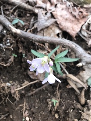 Cardamine angustata