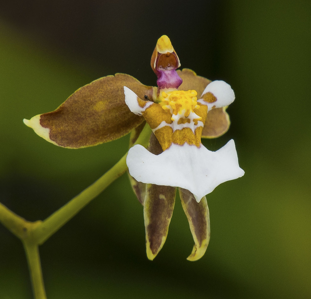 Cyrtochiloides ochmatochila