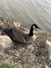 Branta canadensis