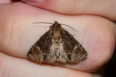 Phosphila turbulenta