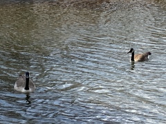 Branta canadensis