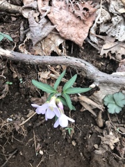 Cardamine angustata