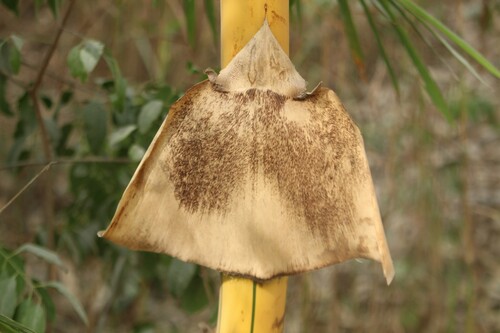 Common bamboo (Bambusa vulgaris)