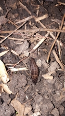Limax maximus