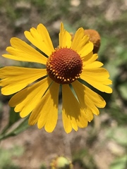 Helenium mexicanum