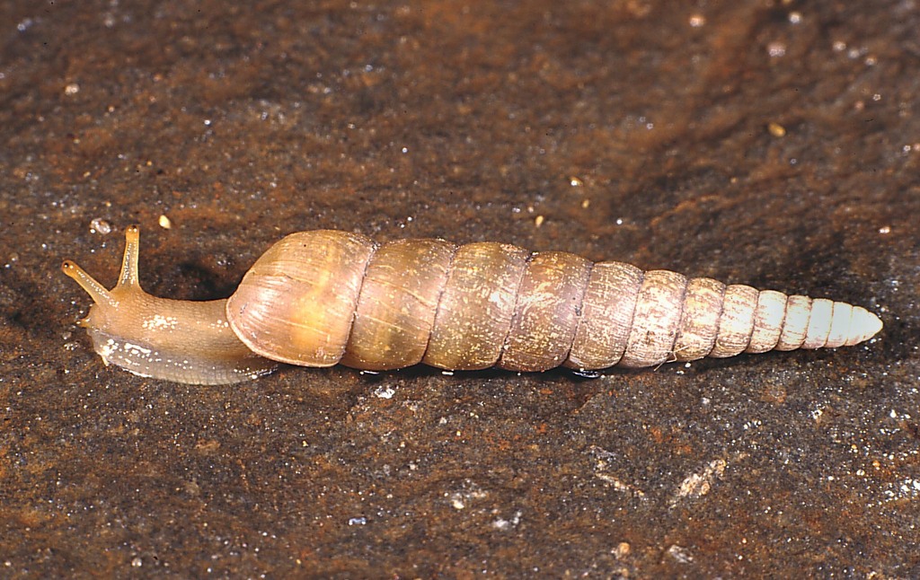Euonyma laeocochlis