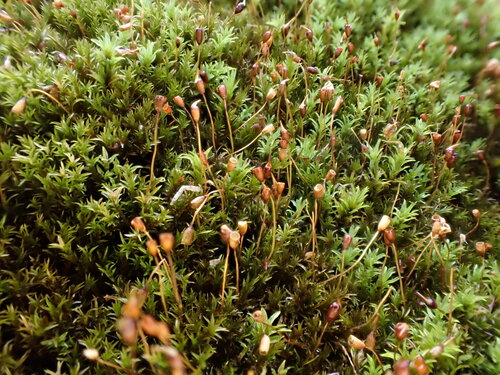 Hymenostylium recurvirostrum observed 2023-12-29