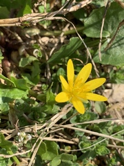 Ficaria verna