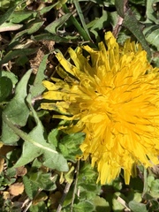 Taraxacum
