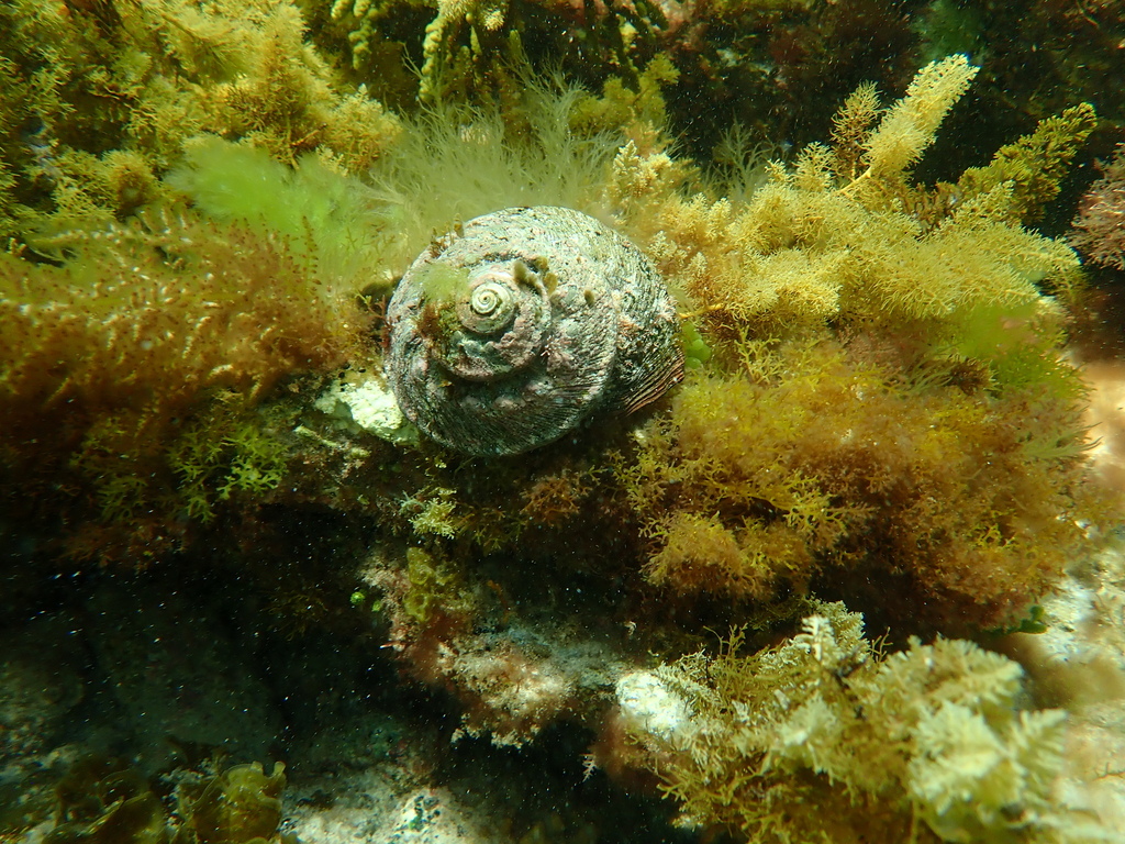 Sharp Turban Shell Rough turban shell from Ravensthorpe, WA, Australia on December 24 ...