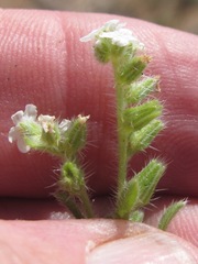 Cryptantha crassisepala crassisepala
