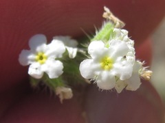 Cryptantha crassisepala crassisepala
