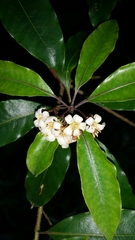 Pittosporaceae