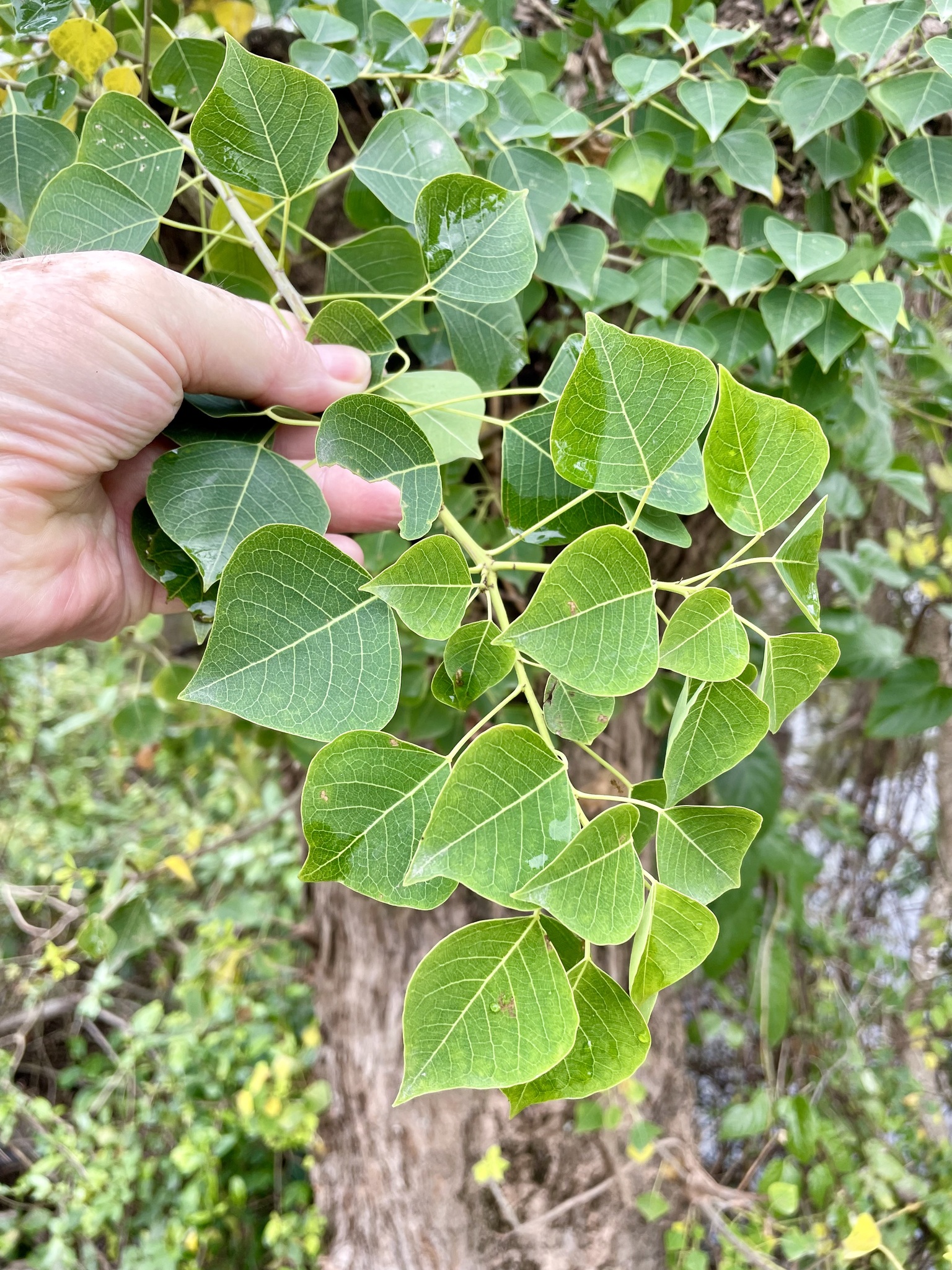 Triadica sebifera — ảnh 2