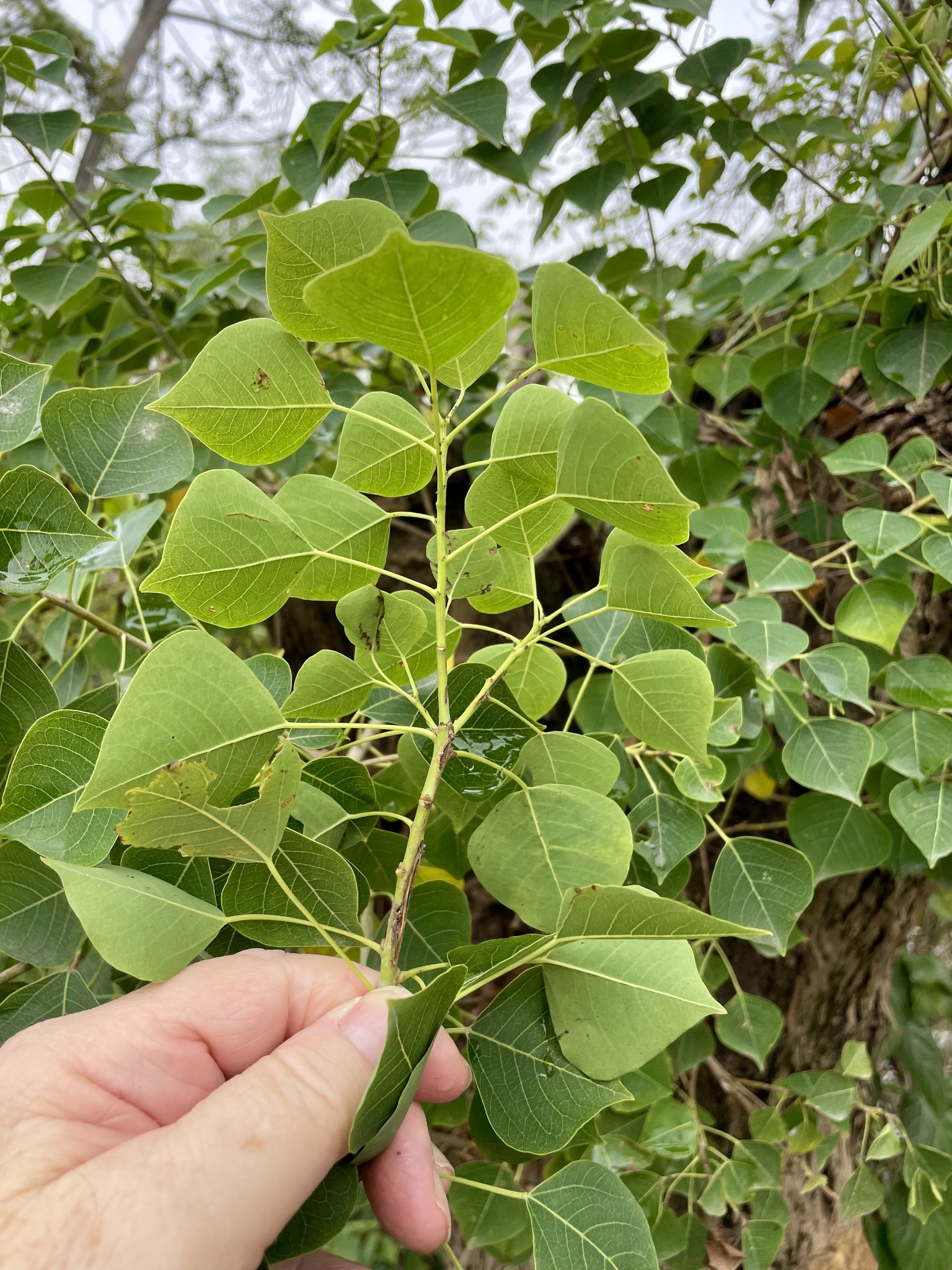 Triadica sebifera — ảnh 3