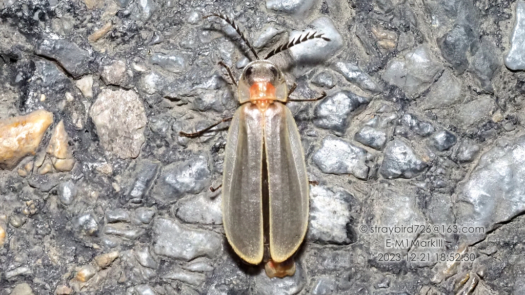 Diaphanes pectinealis